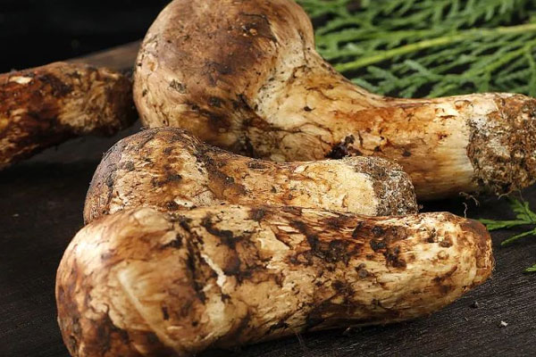 松茸好吃嗎，哪里的松茸最好