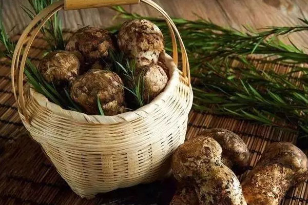 松茸幾月份最好，松茸幾月份是旺季