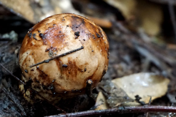 松茸怎么吃最有營養(yǎng)，松茸治什么病最好