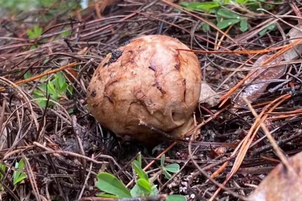 松茸上市時間幾月到幾月，冬天還有松茸嗎