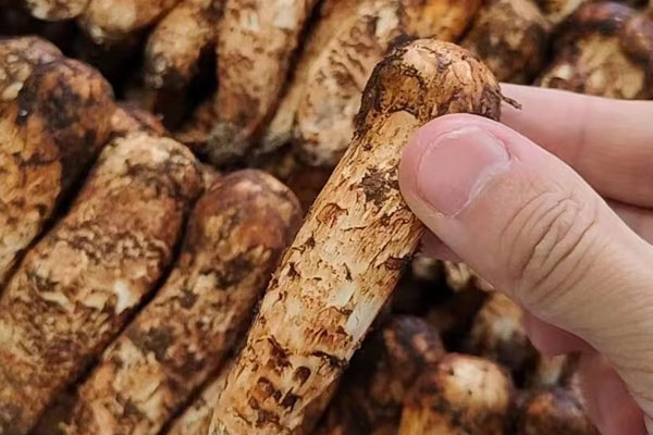 日式松茸海鮮湯的營(yíng)養(yǎng)價(jià)值 日式松茸海鮮湯的營(yíng)養(yǎng)價(jià)值