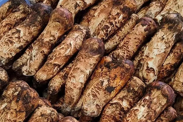 日式松茸海鮮湯的食用禁忌 日式松茸海鮮湯的食用禁忌