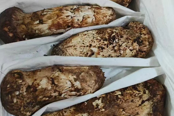 松茸可以炒著吃嗎，素炒松茸的做法