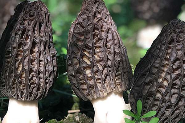 羊肚菌辣椒燜豆腐的功效作用 羊肚菌辣椒燜豆腐的功效作用