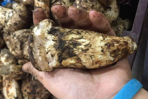 松茸鰻魚人參湯的營養(yǎng)價(jià)值 松茸鰻魚人參湯的營養(yǎng)價(jià)值