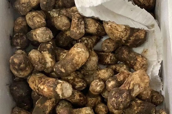 松茸鰻魚人參湯的食用禁忌 松茸鰻魚人參湯的食用禁忌