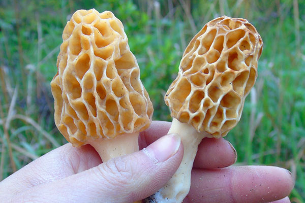 羊肚菌是活血的嗎，手術后能吃羊肚菌嗎