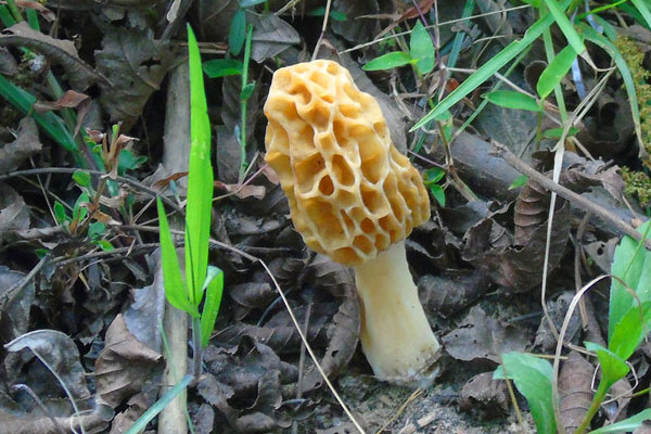 云南的羊肚菌為什么好 云南的羊肚菌為什么好