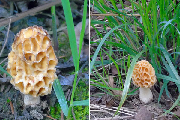 膽結石手術后可以吃羊肚菌嗎，腎切除后可以吃羊肚菌嗎