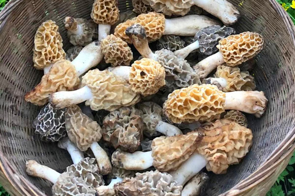 甲狀腺術后可以吃羊肚菌嗎，痔瘡手術后可以吃羊肚菌嗎