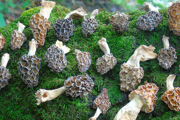 痔瘡手術(shù)后能吃羊肚菌嗎 痔瘡手術(shù)后能吃羊肚菌嗎