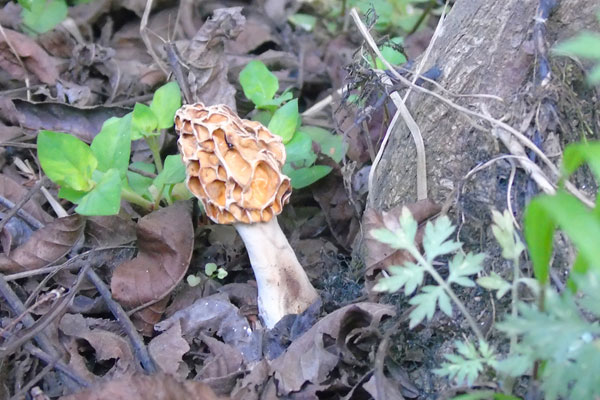 腎切除后能吃羊肚菌嗎 腎切除后能吃羊肚菌嗎