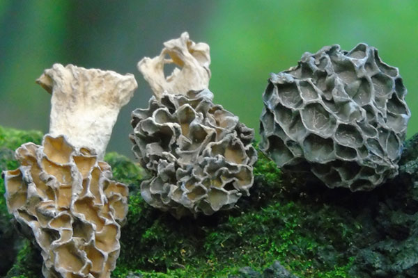 羊肚菌的火山傳說 羊肚菌的火山傳說