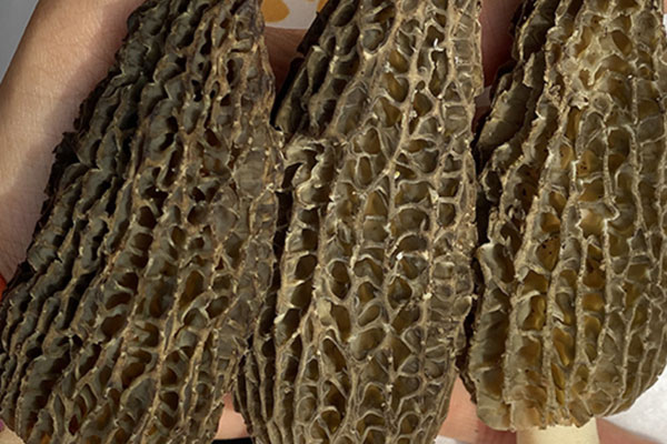 腎炎能吃羊肚菌嗎 腎炎能吃羊肚菌嗎