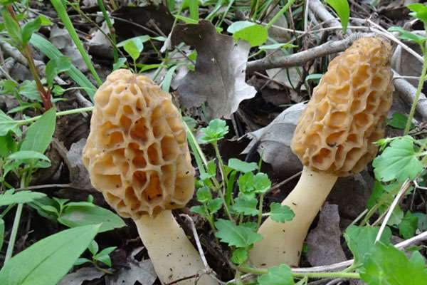 羊肚菌多少歲以下兒童不能吃，羊肚菌屬于高嘌呤食物嗎