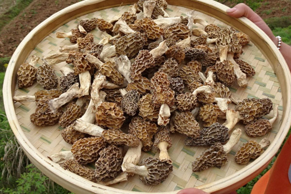 羊肚菌是高嘌呤食物嗎 羊肚菌是高嘌呤食物嗎