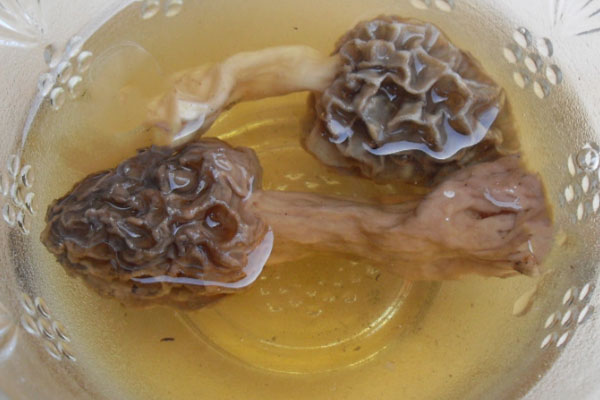 腦力勞動者吃羊肚菌好嗎 腦力勞動者吃羊肚菌好嗎