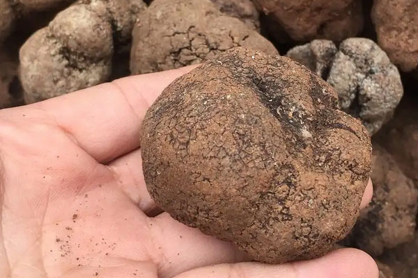 牛肉鵝肝黑松露飯的食用禁忌 牛肉鵝肝黑松露飯的食用禁忌