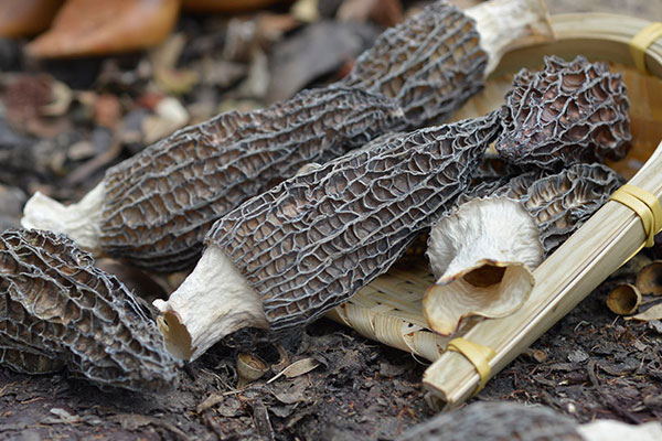 羊肚菌響鑼扇骨湯的禁忌人群 羊肚菌響鑼扇骨湯的禁忌人群