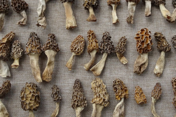 羊肚菌香菇蟲草花湯的食用禁忌 羊肚菌香菇蟲草花湯的食用禁忌