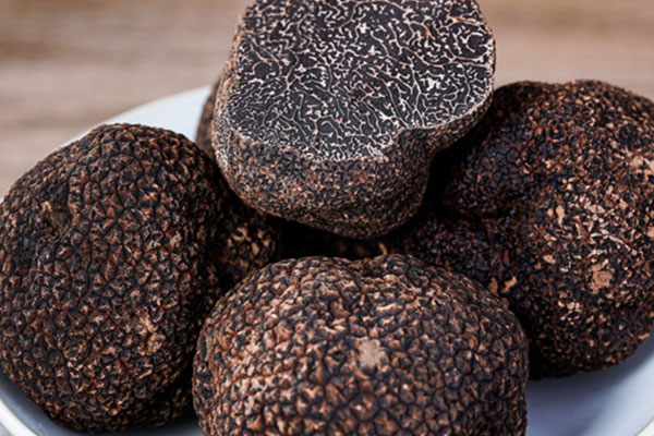 松露喜歡長(zhǎng)在什么樹(shù)下 松露喜歡長(zhǎng)在什么樹(shù)下