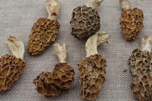 腦腫瘤能吃羊肚菌嗎 腦腫瘤能吃羊肚菌嗎