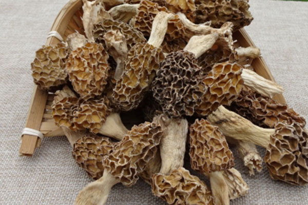 羊肚菌可以美白嗎 羊肚菌可以美白嗎