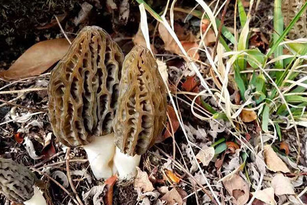 羊肚菌根部可以吃嗎，羊肚菌一天吃幾個合適