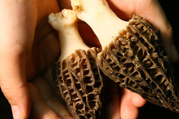 羊肚菌一天吃多少個(gè)合適 羊肚菌一天吃多少個(gè)合適