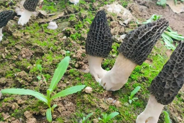 羊肚菌腳柄和頭的區(qū)別，羊肚菌有柄好還是無柄好