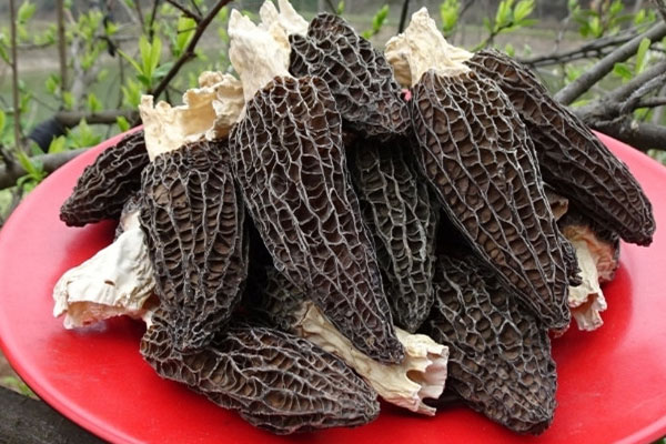 羊肚菌腳柄和菌頭有哪些區(qū)別 羊肚菌腳柄和菌頭有哪些區(qū)別