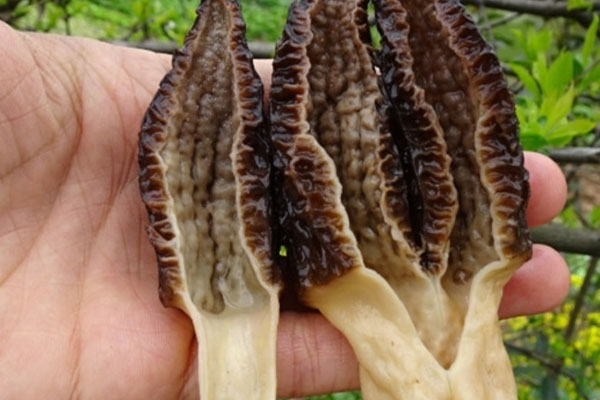 羊肚菌可以人工種植嗎 羊肚菌可以人工種植嗎