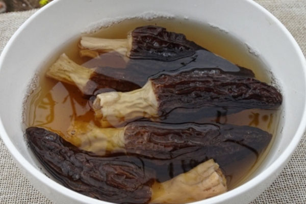 怎么采摘野生羊肚菌最好 怎么采摘野生羊肚菌最好