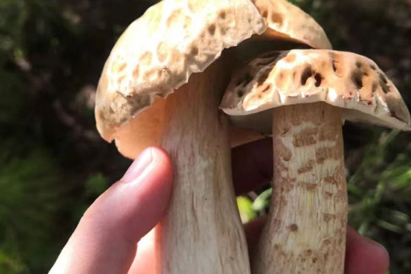 牛肝菌可以人工種植嗎，黑牛肝菌和紅蔥牛肝菌哪個好