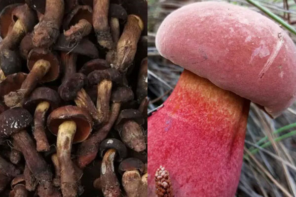 黑牛肝菌和紅蔥牛肝菌哪個(gè)更好 黑牛肝菌和紅蔥牛肝菌哪個(gè)更好