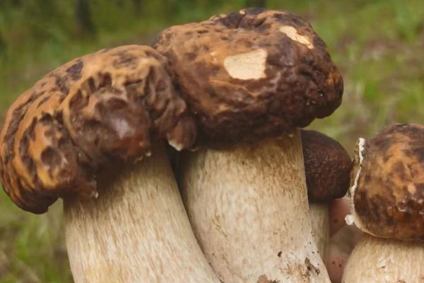 吃牛肝菌的禁忌，牛肝菌炒什么好吃