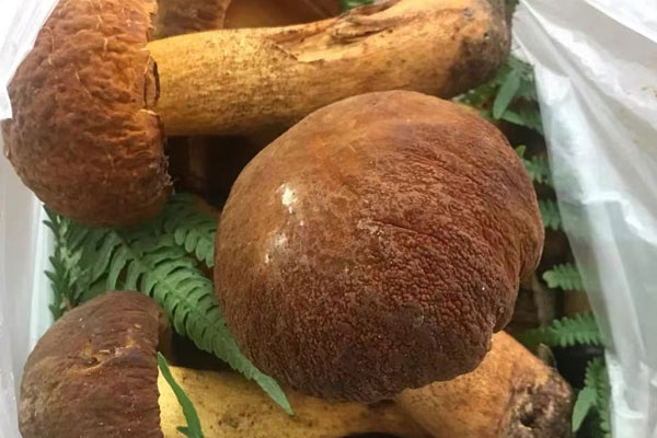 為什么云南的牛肝菌好 為什么云南的牛肝菌好