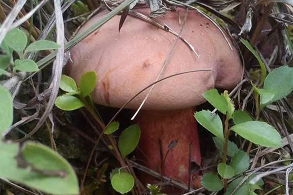 為什么那么多人愛吃紅蔥牛肝菌