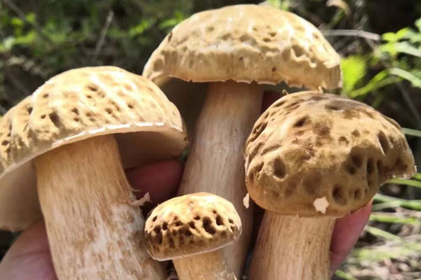 白牛肝菌能吃嗎，白牛肝菌可以燉雞嗎