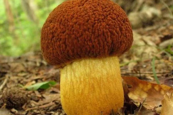 牛肝菌是涼性的嗎，美味牛肝菌可以吃嗎