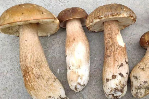 美味牛肝菌能吃嗎