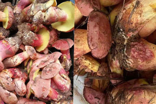 紅蔥牛肝菌喜歡長在什么樹下