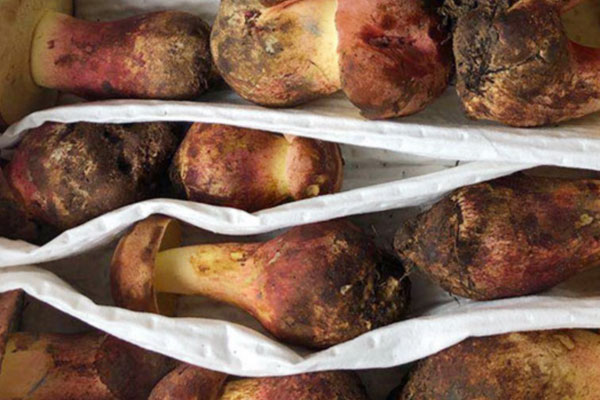 牛肝菌土腥味如何去，干牛肝菌有一股怪味