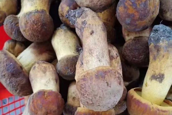 牛肝菌有股土腥味，牛肝菌為什么是酸的