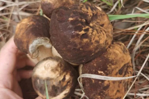 老人吃牛肝菌的好處