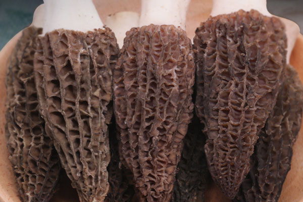 肉釀羊肚菌銀魚(yú)烏雞湯的食用禁忌 肉釀羊肚菌銀魚(yú)烏雞湯的食用禁忌