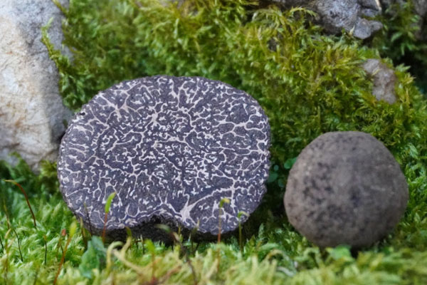 黑松露香煎鱈魚(yú)的食用禁忌 黑松露香煎鱈魚(yú)的食用禁忌
