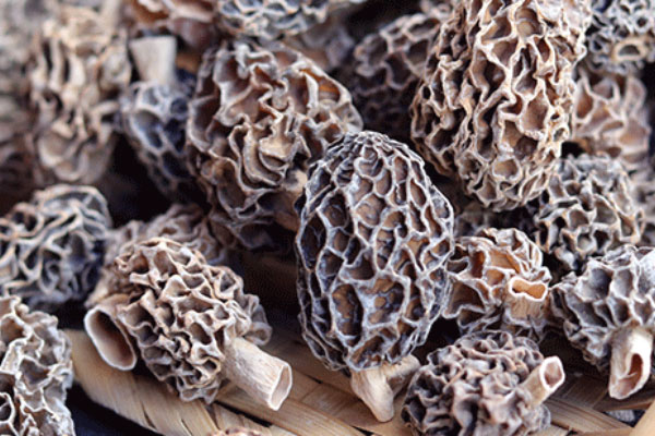 羊肚菌椰肉烏雞湯的食用禁忌 羊肚菌椰肉烏雞湯的食用禁忌