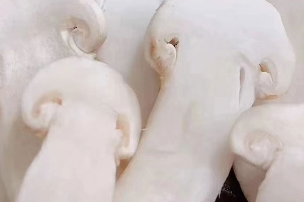 松茸培根卷的營養(yǎng)價值