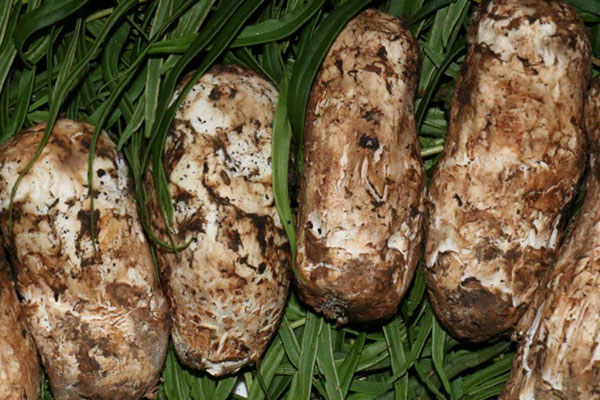 松茸釀油豆腐的食用禁忌 松茸釀油豆腐的食用禁忌